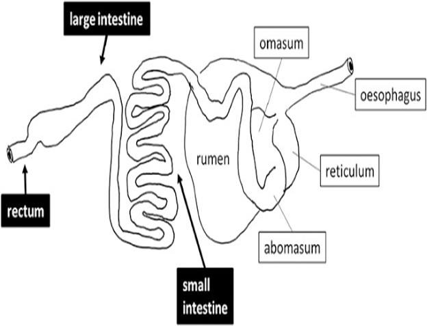 untitled-1-www-prolapserectum