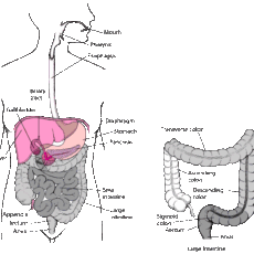 Herbal Medicine for Rectal Prolapse